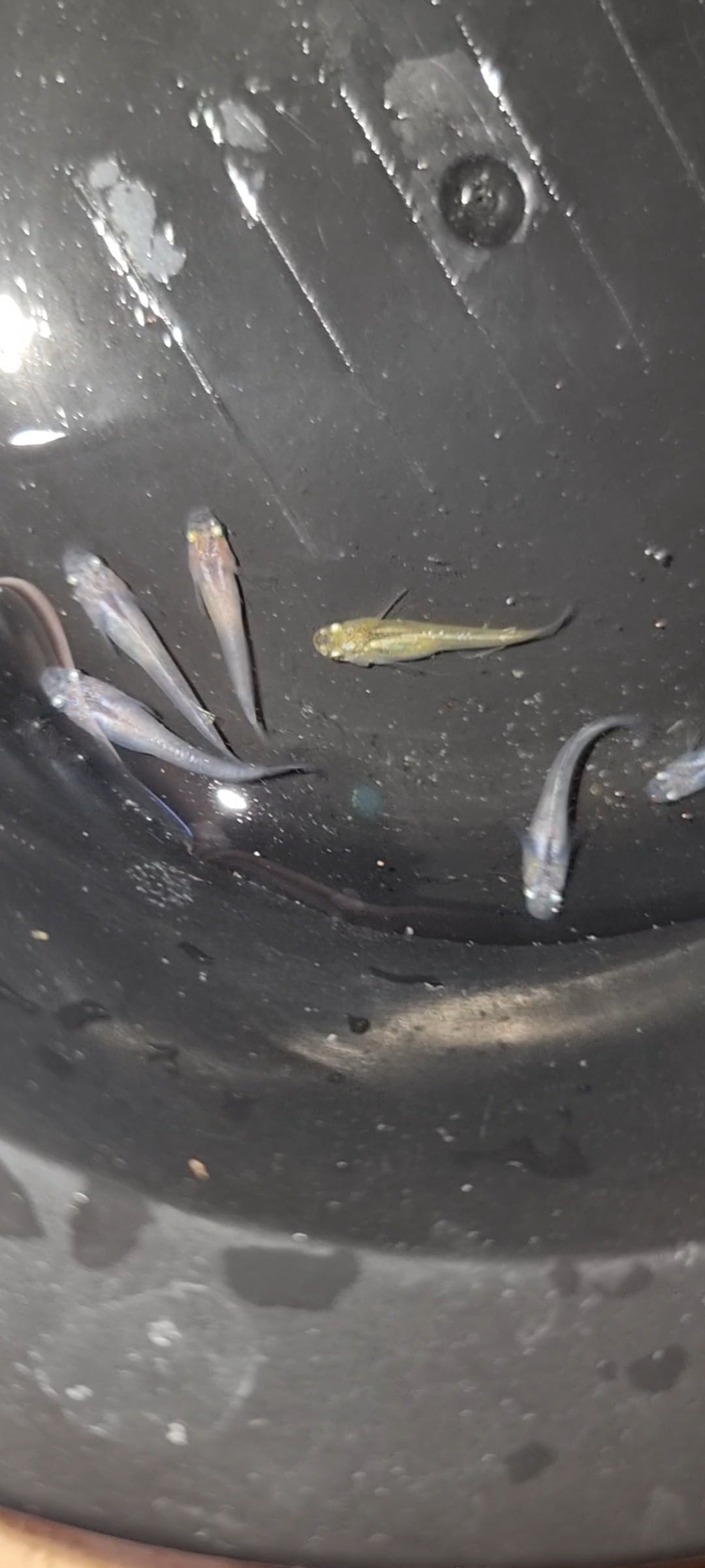 White/Silver medaka ricefish juveniles x 6