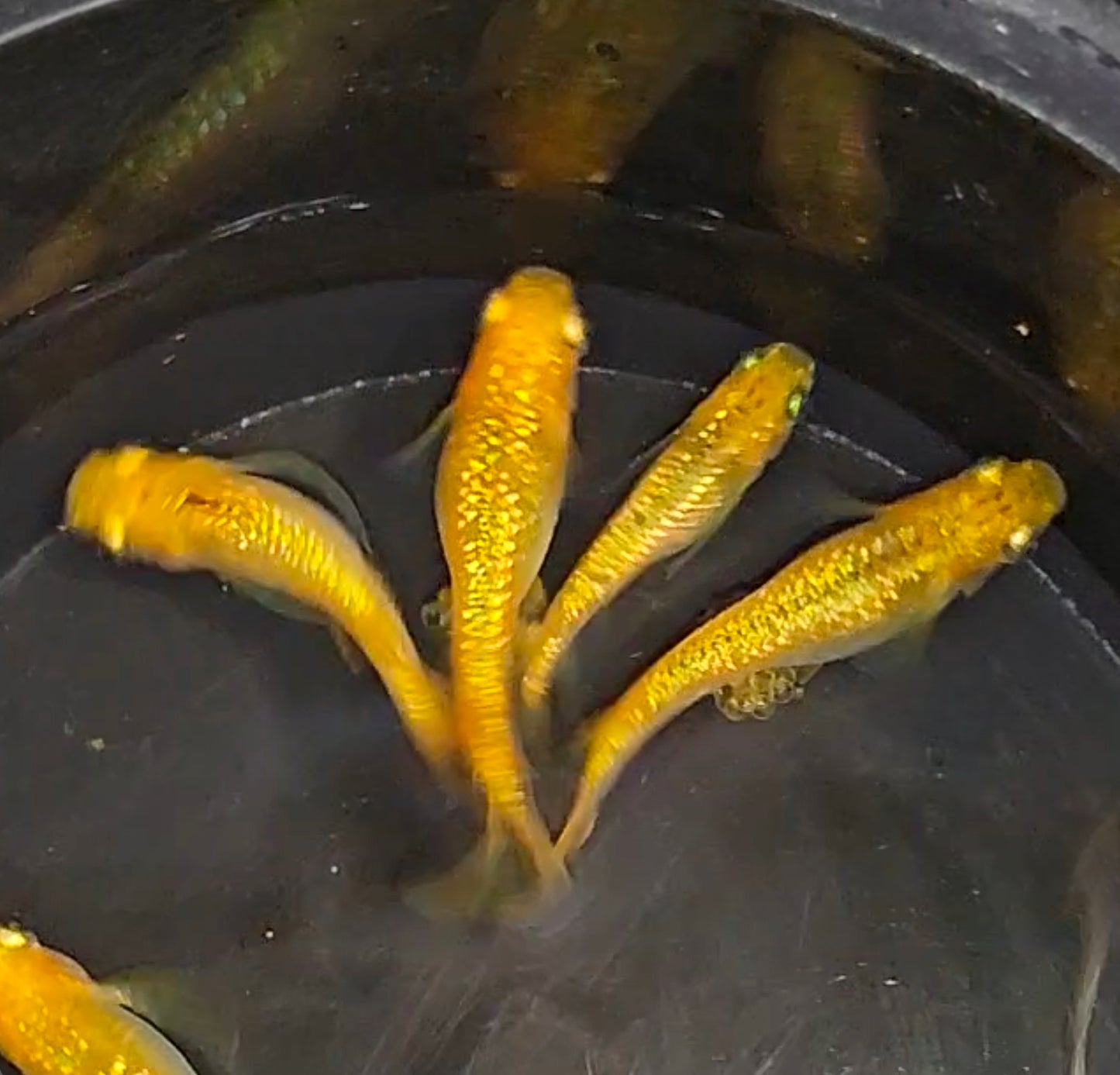 Gold Lame Medaka RiceFish Eggs x 25