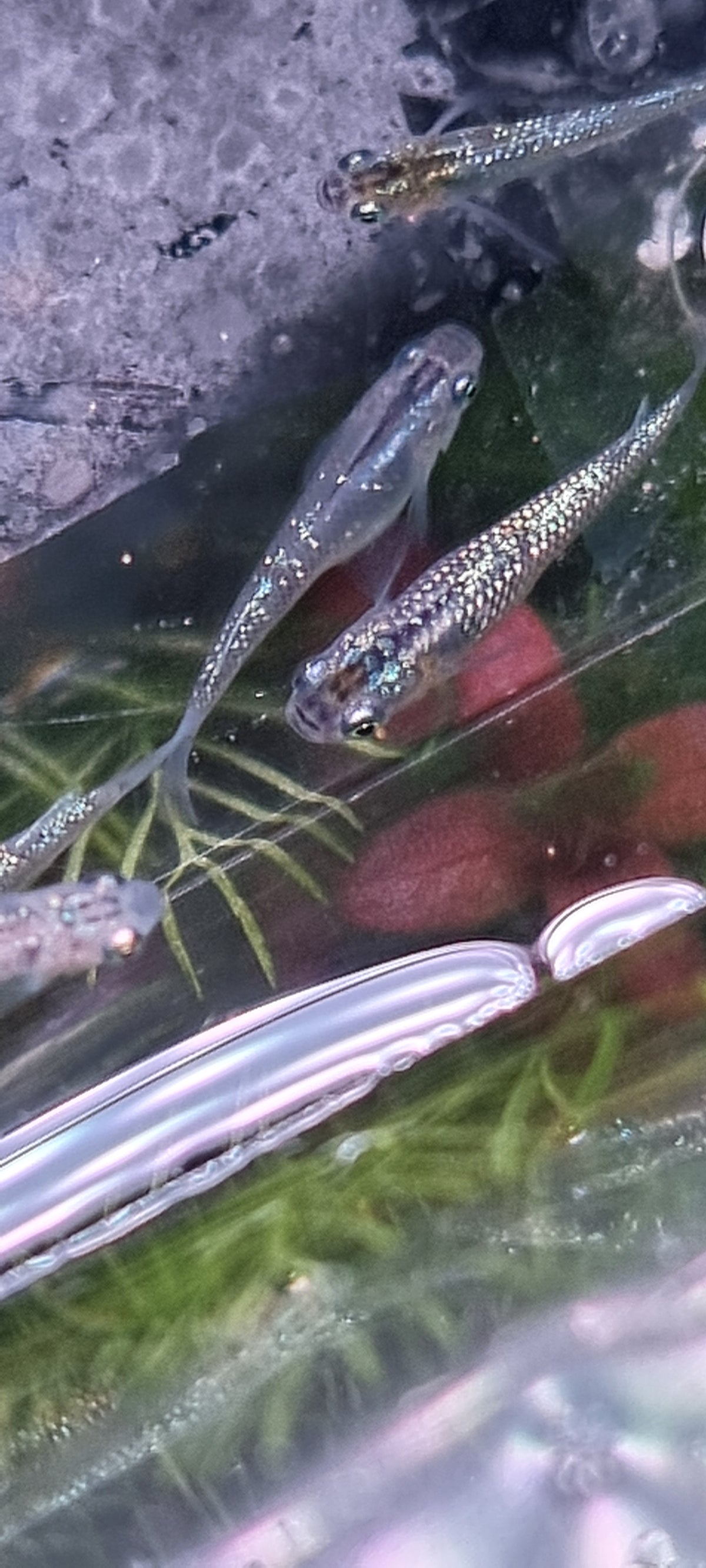 Sapphire juveniles x 5