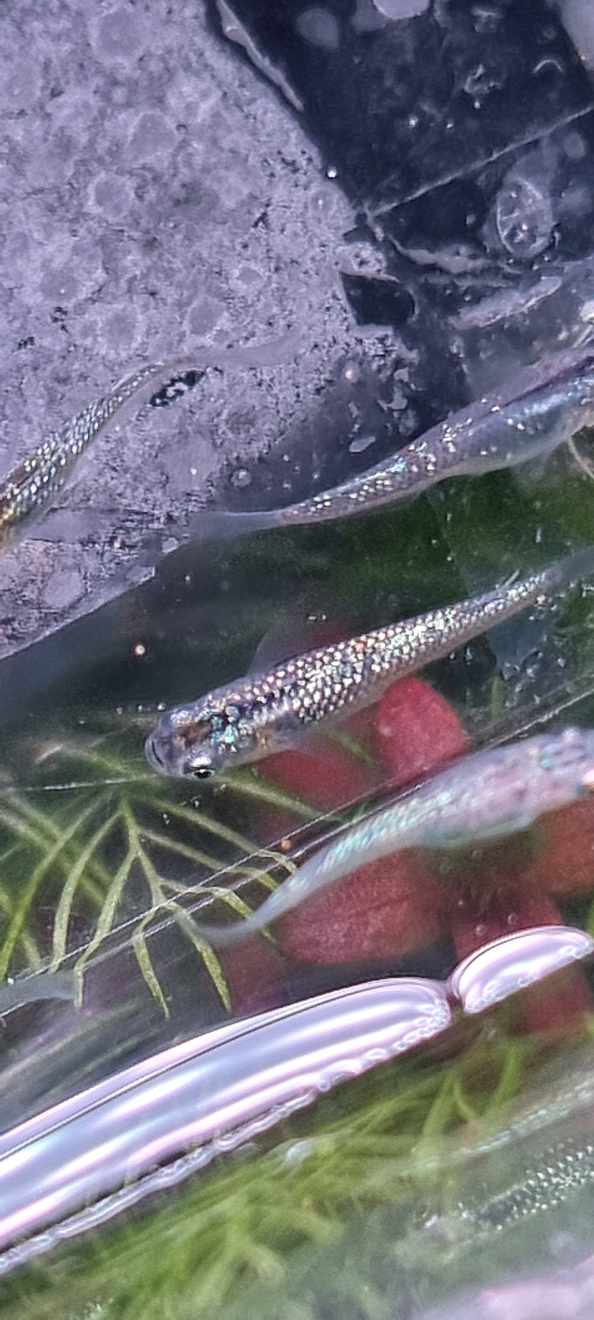 Sapphire juveniles x 5