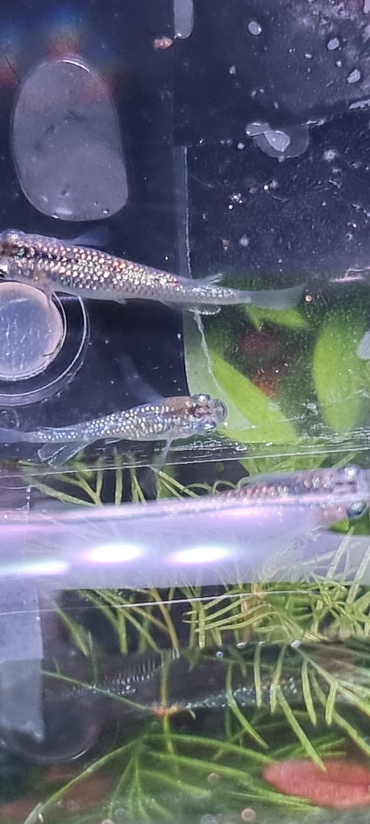 Sapphire juveniles x 5