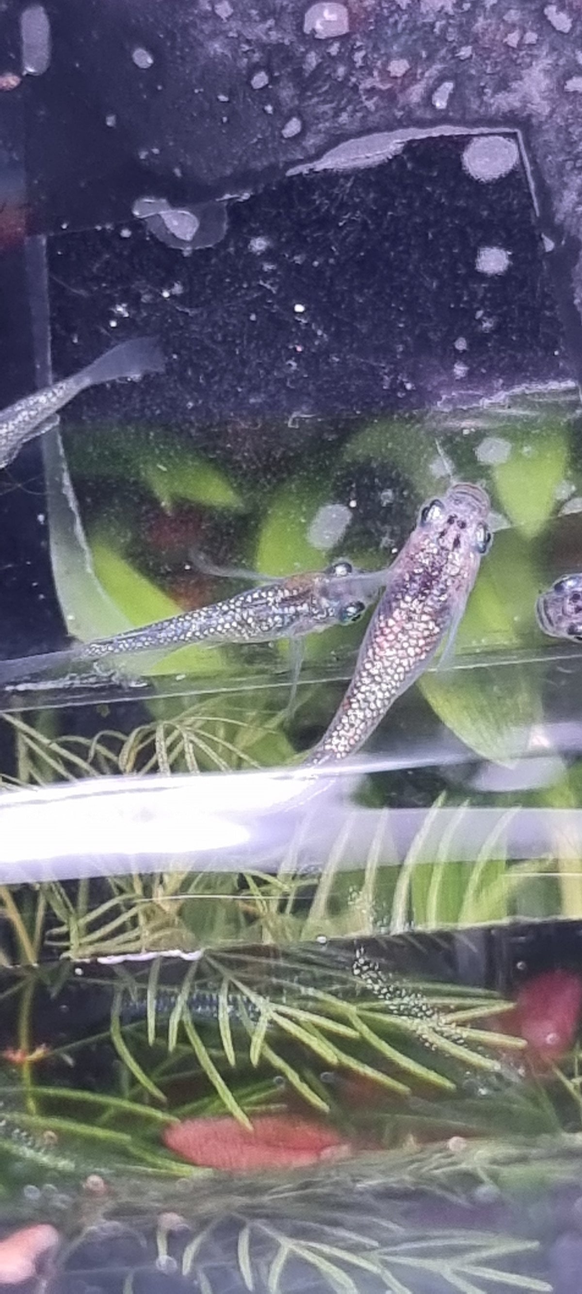 Sapphire juveniles x 5