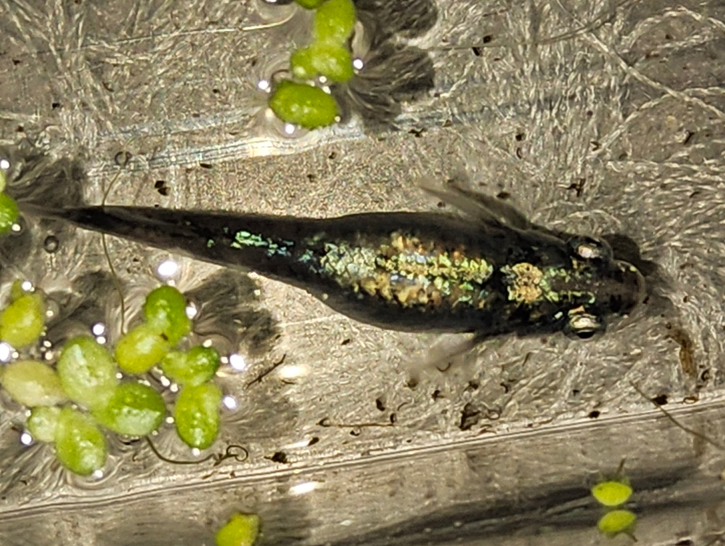 25 Bobu Medaka Ricefish Eggs (Fertilised)
