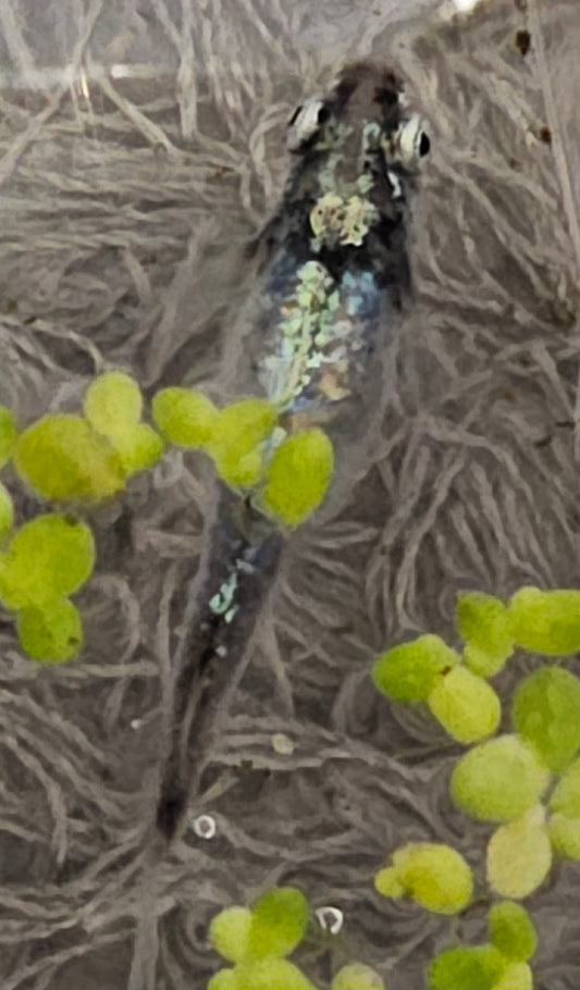 25 Bobu Medaka Ricefish Eggs (Fertilised)