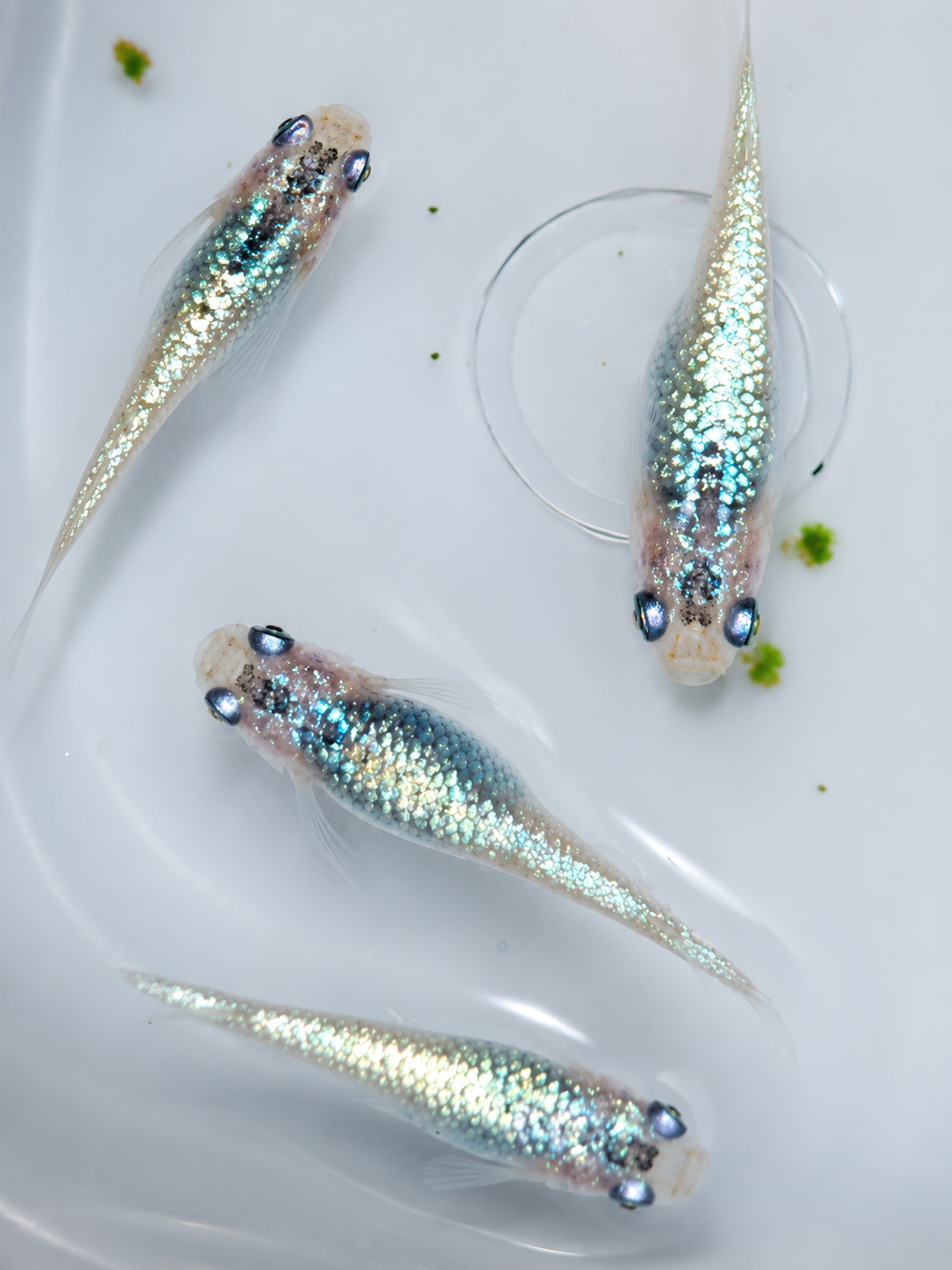 Sapphire Lame fertilised eggs x 12