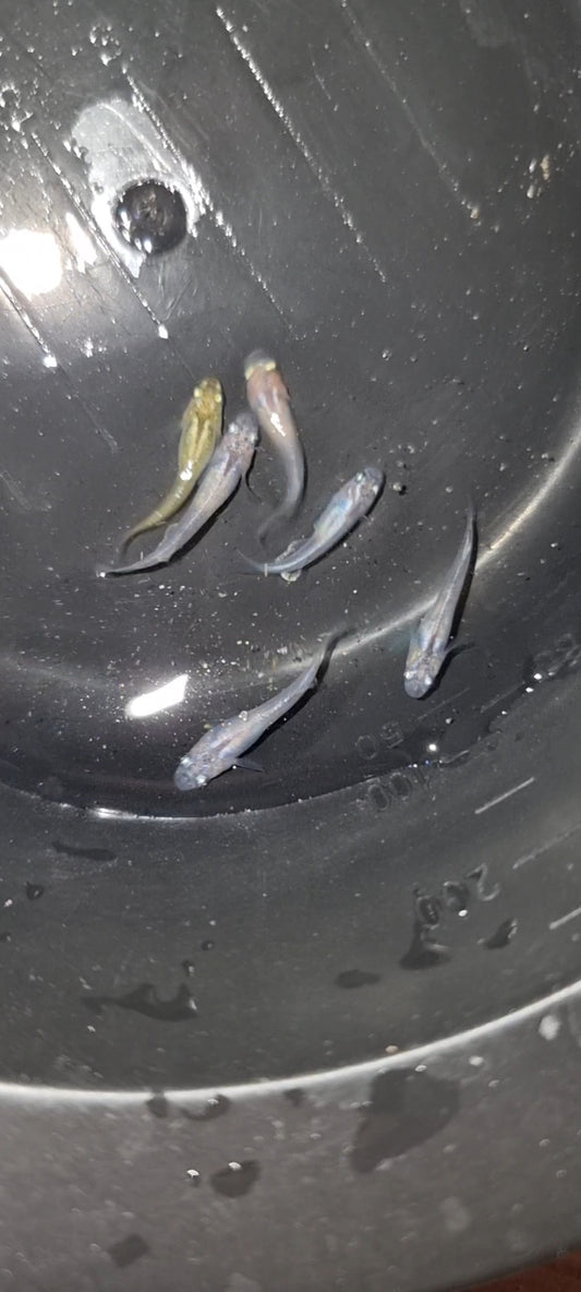 White/Silver medaka ricefish juveniles x 6