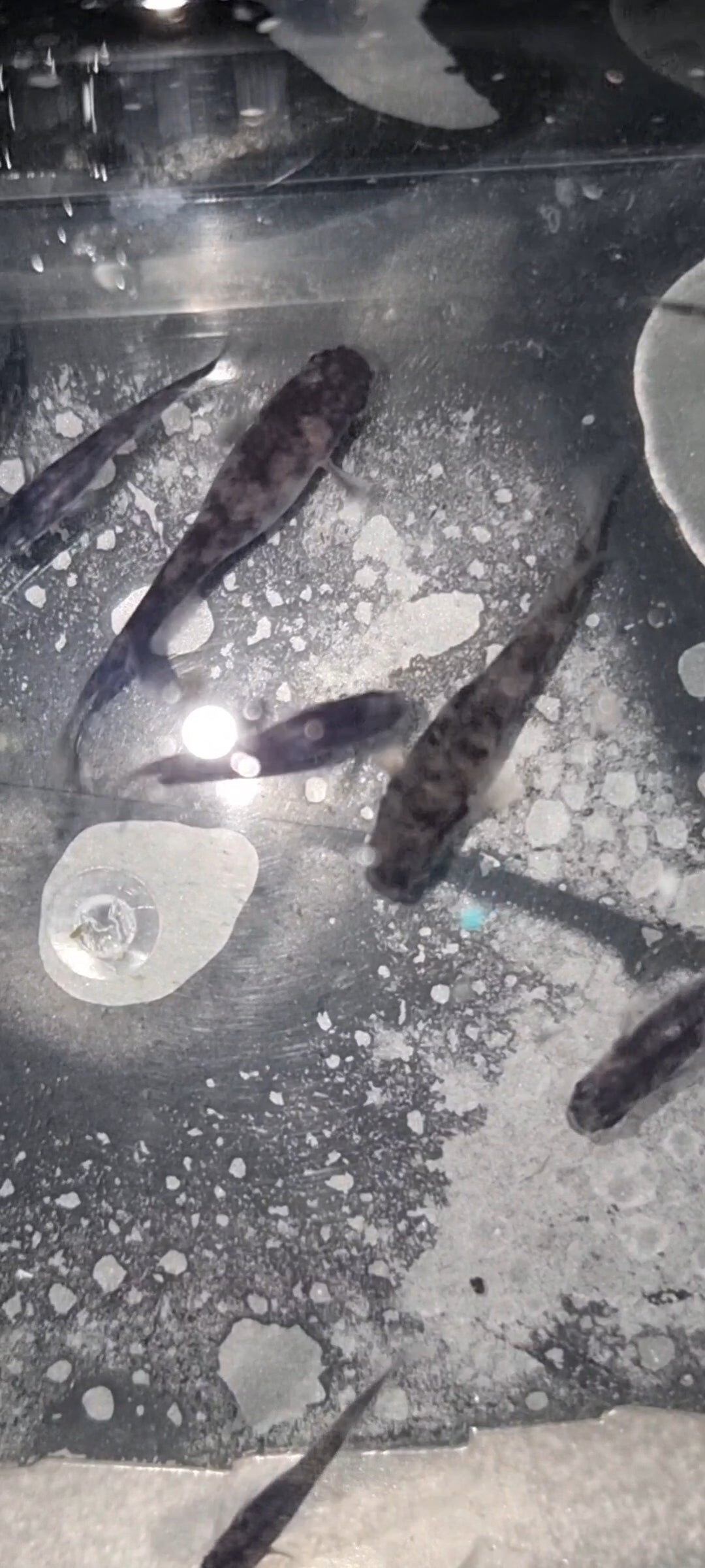 Wazumi-Black, Blue & Silver Medaka Ricefish – Juveniles