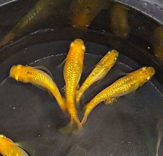 Gold Lame Medaka RiceFish Eggs x 25