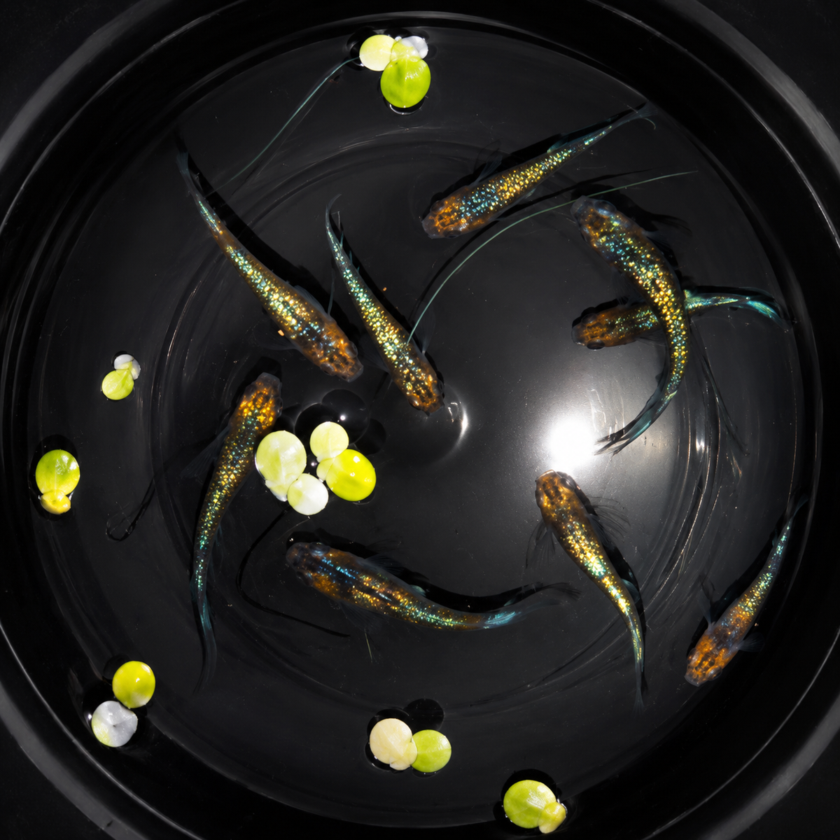Gekka x 12 fertilised medaka Eggs UK
