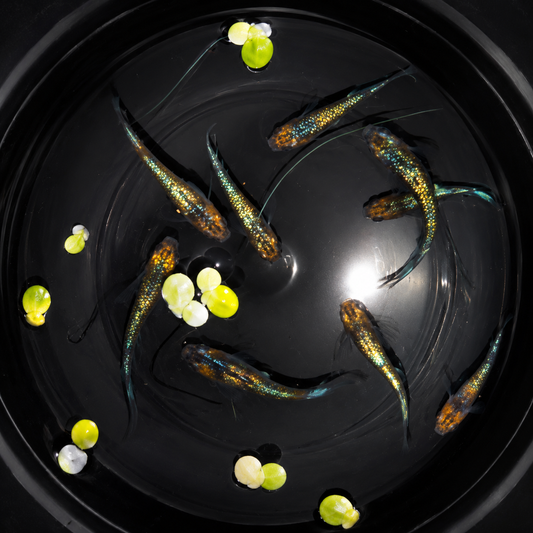 Gekka x 12 fertilised medaka Eggs UK
