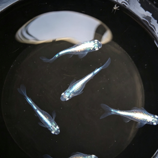 Sumitake juveniles Silver/Blue x6