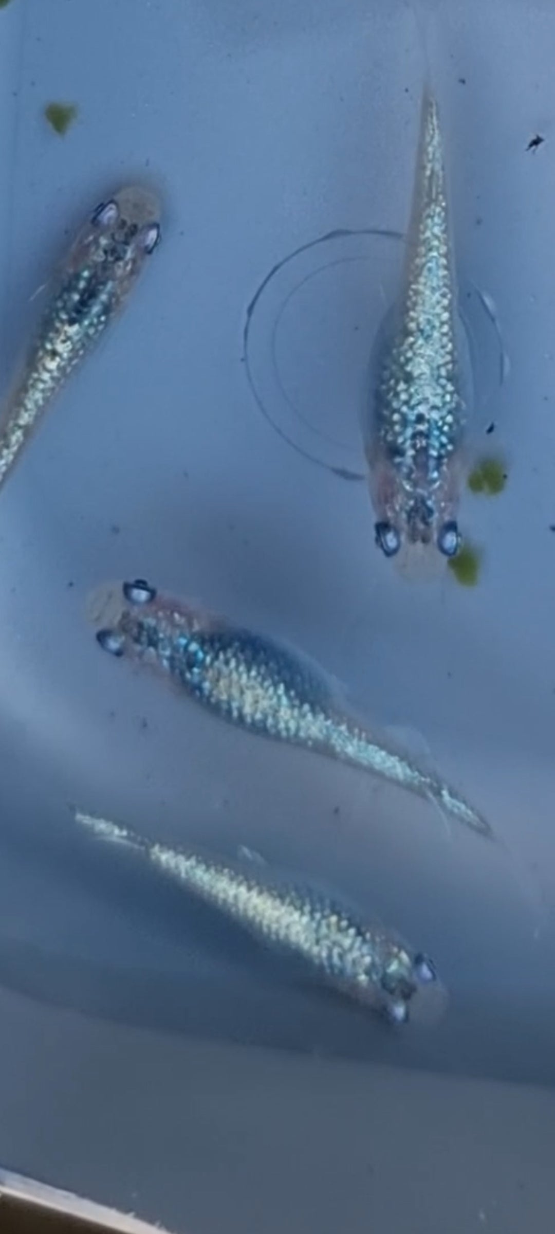 Sapphire Lame fertilised eggs x 12