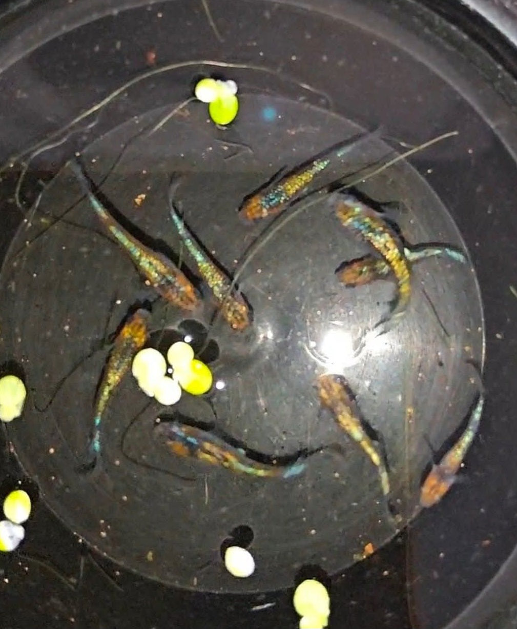 Gekka x 12 fertilised medaka Eggs UK