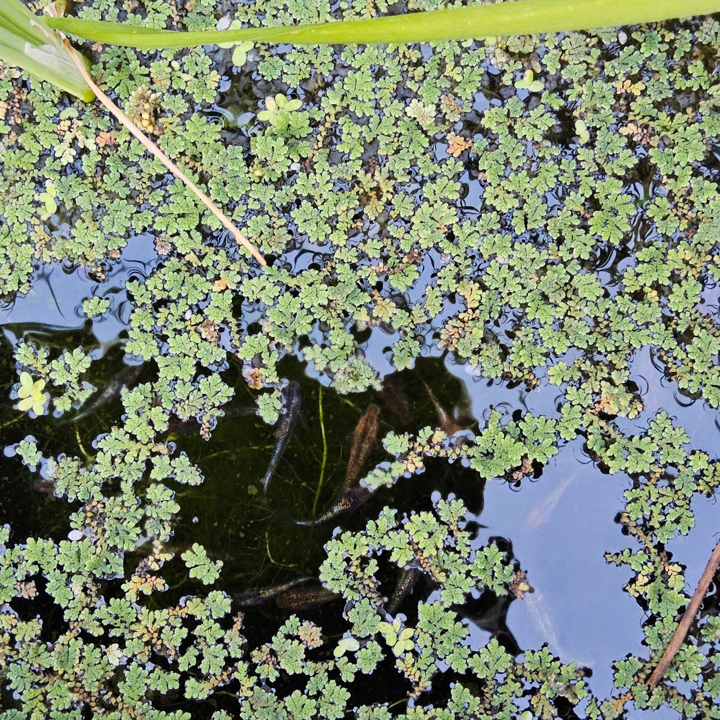 Floating plants